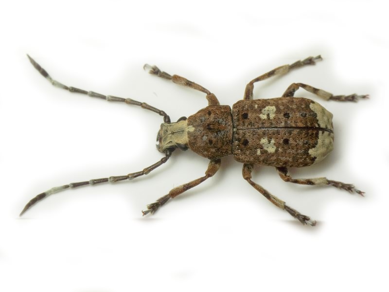 Platystomos albinus (Linnaeus, 1758)